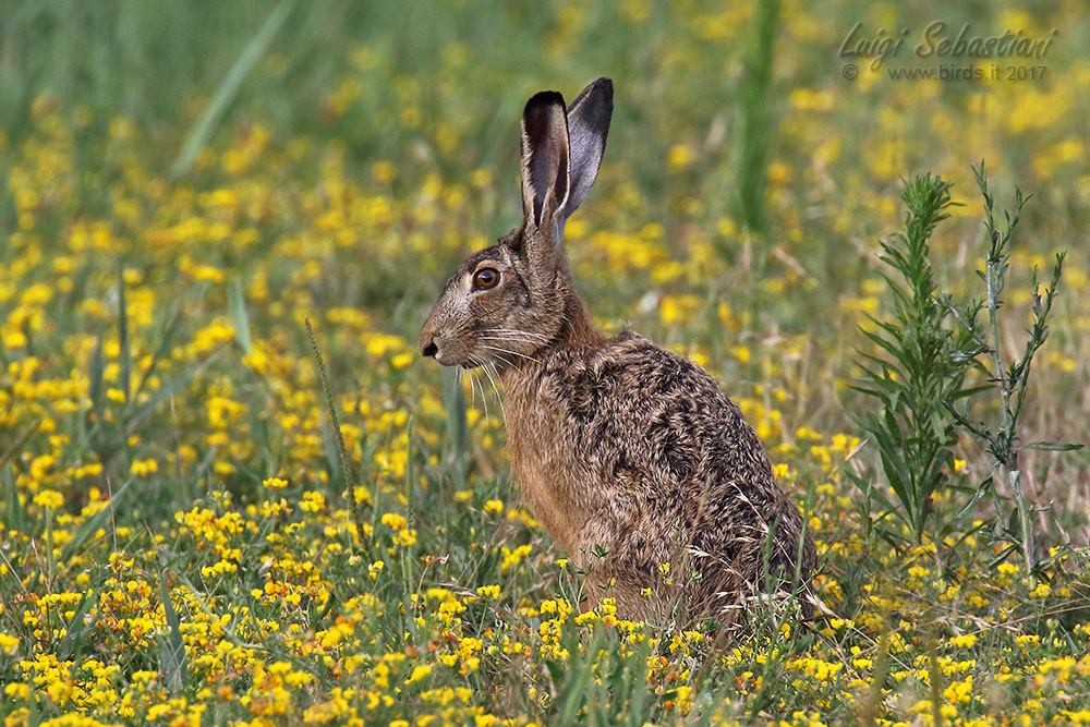 Lepre - Lepus europaeus